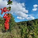 Smilax aspera Fruit