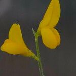 Genista maderensis Flor