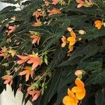 Begonia pendula പുഷ്പം