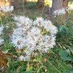 Senecio ovatusFlower