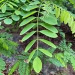 Robinia pseudoacaciaLeaf