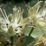 Tilia platyphyllos 花
