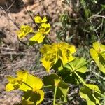 Euphorbia serrata Leaf