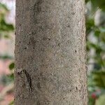 Ilex aquifolium Bark