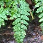 Dryopteris intermedia Hoja