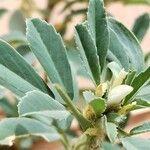 Trigonella foenum-graecum Kvet