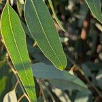 Eucalyptus camaldulensisBlad