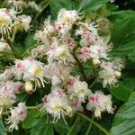 Aesculus hippocastanum Blüte