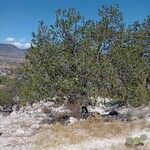 Pinus monophylla Habitus