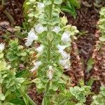 Ocimum × africanum Blüte