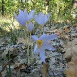 Crocus pulchellus 整株植物