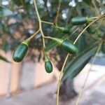 Nectandra megapotamica Fruto