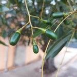 Nectandra angustifolia Frukto