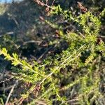 Eriogonum fasciculatum Ліст