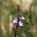 Verbena officinalis Květ