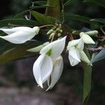 Arthroclianthus angustifolius Kvet