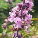 Ocimum kilimandscharicum Flower