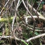 Betula nana Bark