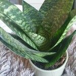 Sansevieria hyacinthoides Folla