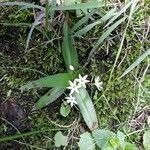 Chlorophytum tetraphyllum Natur