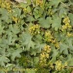 Alchemilla colorata Hábito