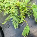 Prosopis juliflora Leaf