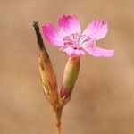 Dianthus laricifolius ফুল