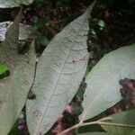Duguetia pycnastera Лист