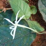 Jasminum preussii Flor