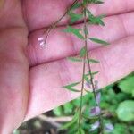 Polygala paniculata Blatt