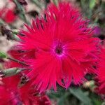 Dianthus chinensisÕis