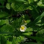 Fragaria vescaÇiçek