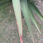 Agave guiengola Blad