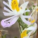 Schizanthus tricolor