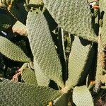 Consolea rubescens Hoja