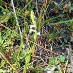 Spiranthes aestivalis Flower