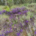 Polygala microphylla Habitat