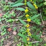 Solidago caesiaFleur