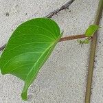 Ipomoea pes-caprae 葉