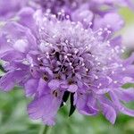 Scabiosa lucida Fleur