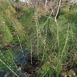 Equisetum telmateia Hàbitat