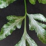 Pteris ensiformis ᱥᱟᱠᱟᱢ