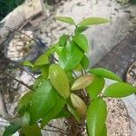 Eugenia uniflora Frunză