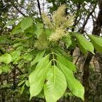 Fraxinus ornusBlatt