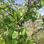 Pyrus cordata Outro
