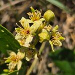 Boscia mossambicensis Flor