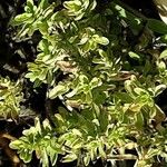 Thymus serpyllum Leaf