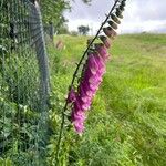 Digitalis purpureaЦветок