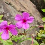 Geranium palmatum Цветок