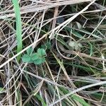 Potentilla sterilis Feuille